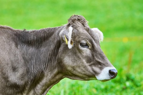 Portrait of Dairy Cattle in the Traditional Pasture Bolsternang, Germany, Europe
