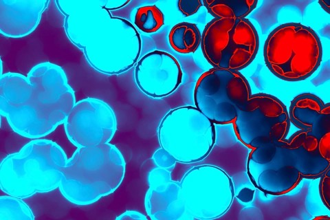 Shape of bacterial cell: cocci, bacilli, spirilla bacteria background