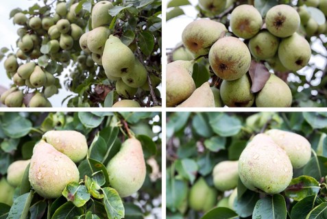 Photo combination of many green pears on a branch of a tree