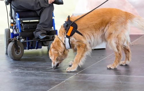 An assistance dog is trained to aid or assist an individual with a disability. Many are trained by