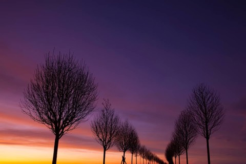 Dramatic sunset in an alley of trees
