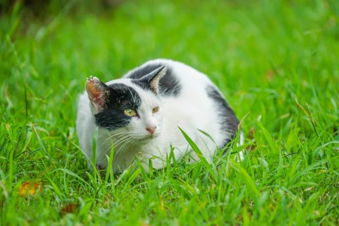 Tortoiseshell cat nestled in prairie. Shooting Location: Tokyo metropolitan area