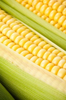 Background from corn cobs closeup