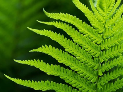 True worm fern