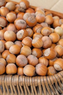 Hazelnut (Corylus 'Daria')