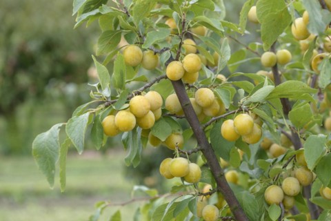Oat plum (Prunus domestica 'Haferpflaume'), Bundessortenamt, Marquardt testing centre, Marquardt,