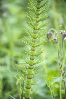 Horsetail (Equisetum giganteum), Eberswalde Forest Botanical Garden, Eberswalde, Brandenburg,