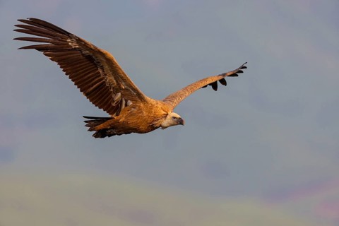 Griffon Vulture, Eurasian Griffon Vulture, Griffon Vulture, Eurasian Griffon, (Gyps fulvu), Vautour