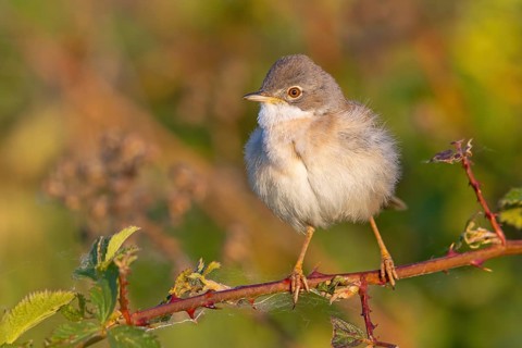 Whitethroat, common whitethroat (Sylvia communis), Fauvette grisette, Curruca Zarcera, songbird,