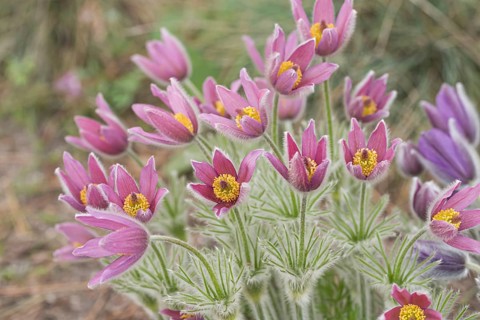 Cowslip (Pulsatilla vulgaris 'Rubra'), Späth Arboretum, Germany, Europe