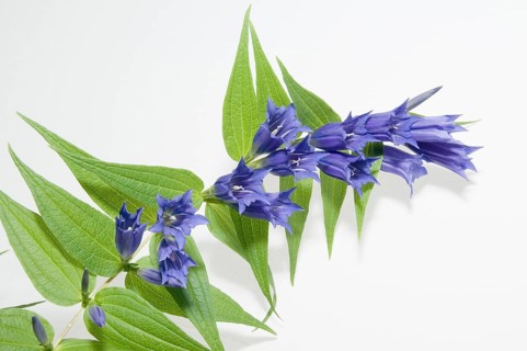Close-up of a swallow-wort gentian against a white background