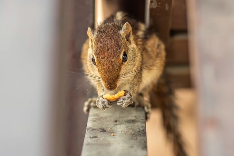 Chipmunk on a wooden beam. Animals in Induruwa, Bentota Beach, Sri Lanka, India, Asia