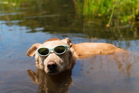 Dog with sunglasses on vacation