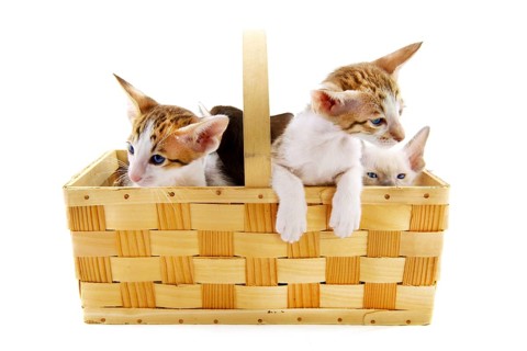 Little kitten cats in basket on white background