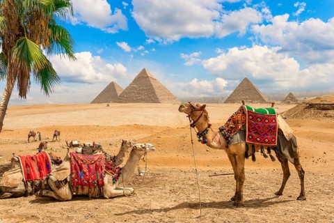 Camels resting under palm tree in desert of Giza near pyramids, Egypt, Africa