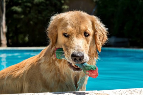 Golden Retriever in the swimming pool