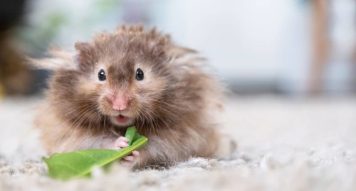 Funny fluffy Syrian hamster eats and surprised, stuffs his cheeks. Food for a pet rodent, vitamins.