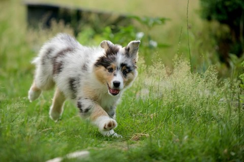 Australian Shepherd puppy