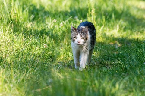 Domestic Cat Playing in Grass