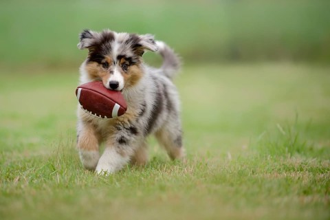 Australian Shepherd puppy