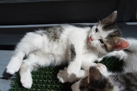 Kittens