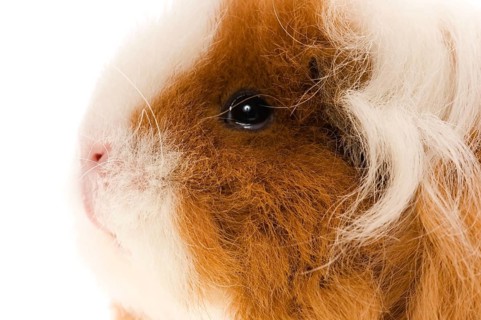 Guinea pig isolated on the white background