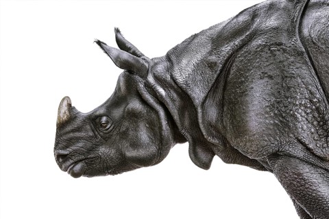 Close-up Portrait of Black Rhinoceros (Diceros Bicornis) Nyiregyhaza, Hungary, Europe