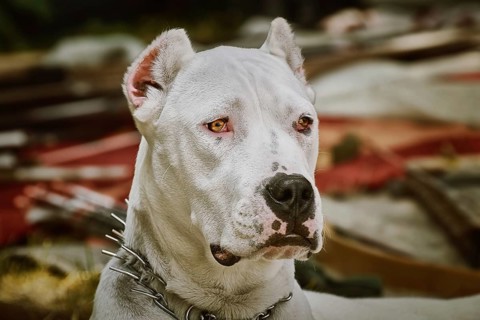 Portrait of American Staffordshire Terrier with cropped ears Pliska, Bulgaria, Europe