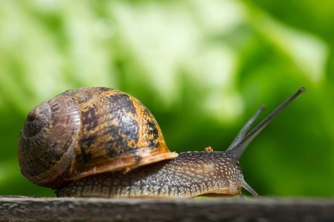 Single snail in the vegetable garden