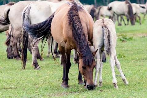 The Dülmen horses live wild near Dülmen, in the Merfelder Bruch nature reserve in North