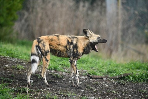 The African hunting dog (Lycaon pictus), photographed in Christchurch, New Zealand, Oceania