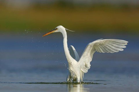 Western Reef Heron, Western Reef-Heron, Western Reef-Egret, (Egretta gularis), Garceta Dimorfa,