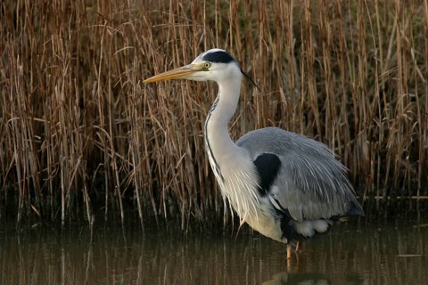Grey grey heron (Ardea cinerea), Foraging, Boat Trip, Tiszaalpár, Kiskunsági National Park,