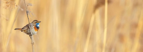 White-throated bluethroat (Luscinia svecica), Luscinia svecicus, Hockenheim, Baden-Württemberg,