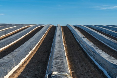 An Asparagus Field on a nearly cloudless spring day