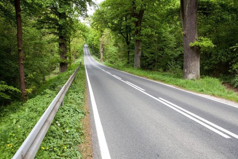 Road through the Primeval forest Urwald Sababurg, Hofgeismar, Weser Uplands, Weserbergland, Hesse,
