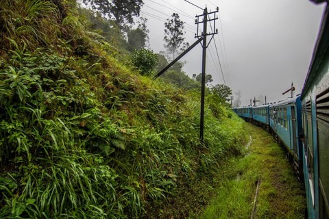 Landscape photography in the fertile highlands in a subtropical climate. Jungle, fields and tea