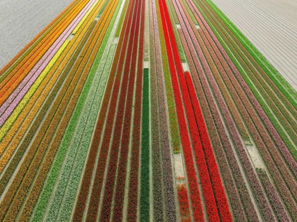 Aerial view of a beautiful landscape filled with colorful tulips