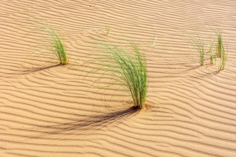 Drinn grass (Stipagrostis pungens) in the sand dunes of the Erg Chebbi desert in southern Morocco.