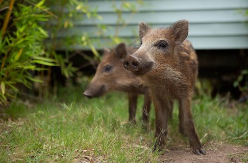 Newborns in the Esterel Mountains, southern France 2022