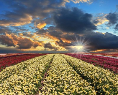 Spring cloud illuminated by the sunset. Buttercups blooming garden. Farmers field with flowers