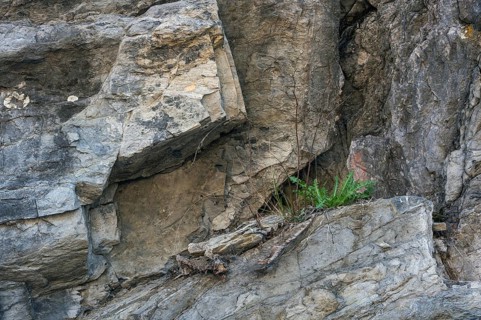 Small plant, dandelion (Taraxacum), in steep limestone rock face, Allgäu, Swabia, Bavaria, Germany,