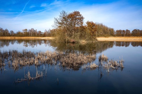 Winter walk along the ponds near Holscha in the Upper Lusatian heath and pond landscape 8