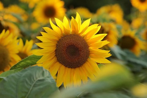 Sunflower, Helianthus annuus in the field at sunset