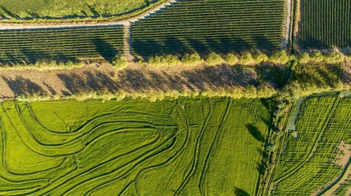 Aerial view of green rice field. Drone shot frome above