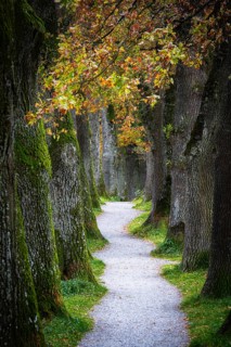 Autumn scenic with oak trees of a shady alley