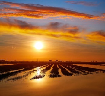 Delta del Ebro Ebre sunset in Deltebre of Tarragona at Catalonia spain