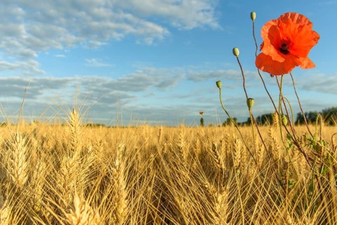 Cereal field with poppies in the French countryside