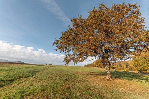 Large solitary oak tree in a meadow in the countryside in autumn. Vosges, France, Europe
