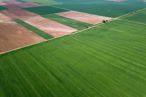 Aerial green wheat field. Aerial view large green field